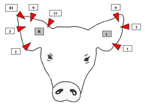 How to read a show pig's earn notch. Pig Ear Notches, Training Pigs, 4h Animals, 4h Pigs, 4h Livestock, Pigs Quote, Ag Science, Livestock Judging, Breeds Of Cows