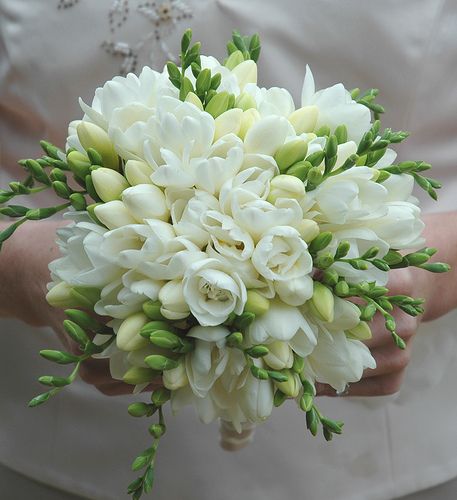 Sweet white freesia make for a beautiful bouquet! Freesia are fragrant and provide wonderful color. Shop freesia in a variety of eye-catching colors at GrowersBox.com! Freesia Wedding Bouquet, Freesia Bouquet, White Freesia, Bridal Bouquet Flowers, White Bridal Bouquet, Spring Wedding Flowers, White Wedding Bouquets, Trendy Flowers, Deco Floral