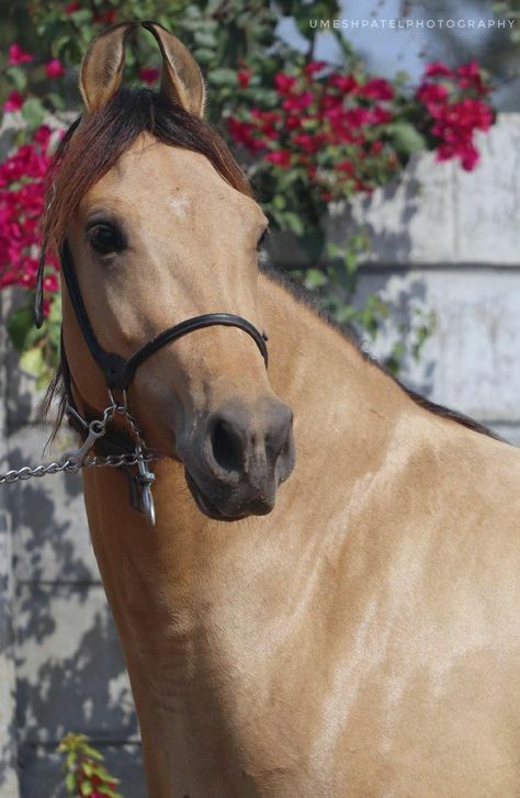 Buckskin dun Kathiyawari mare | Manek × Damini (Chankya × Unnati) Kathiyawadi Horse, Small Breed, Horses, Animals, Quick Saves