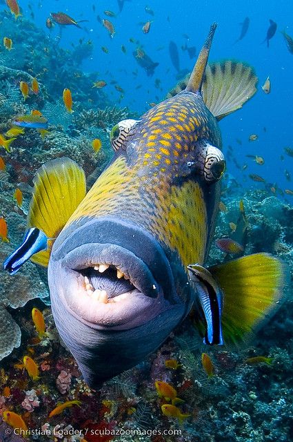 Hey Change Perspective, Protruding Eyes, Water Magic, Eyes Photo, Fauna Marina, Life Under The Sea, Salt Water Fish, Ocean Floor, Water Animals