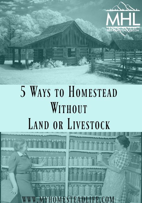 Homestead Life, Homesteading Diy, Homestead Farm, Homesteading Skills, Urban Homesteading, Living Off The Land, Homestead Survival, Small Farm, Apartment Garden