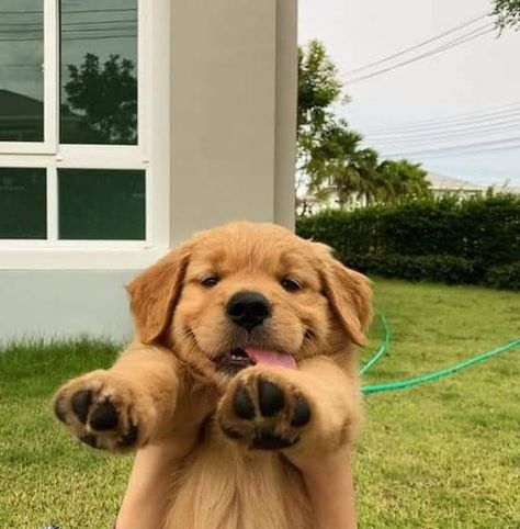 Derpy Golden Retriever, Gifs Instagram Ideas, Gifs Instagram, Super Cute Puppies, Dog Eyes, Instagram Photo Ideas Posts, Golden Retrievers, Instagram Ideas, Cute Cats And Dogs