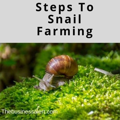 Snail Farming Housing, Snail Rescue, Roman Snail, African Snail Terrarium, Snail Farming, Business Room, African Snail, Pet Snails, Giant African Land Snails