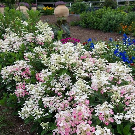 Hydrangea Little QUICK FIRE®️ Small Garden Borders, Quick Fire Hydrangea, Shrubs For Borders, Hydrangea Tree, Hard Ware, Raised Flower Beds, White Flower Farm, Hydrangea Paniculata, Garden Shrubs