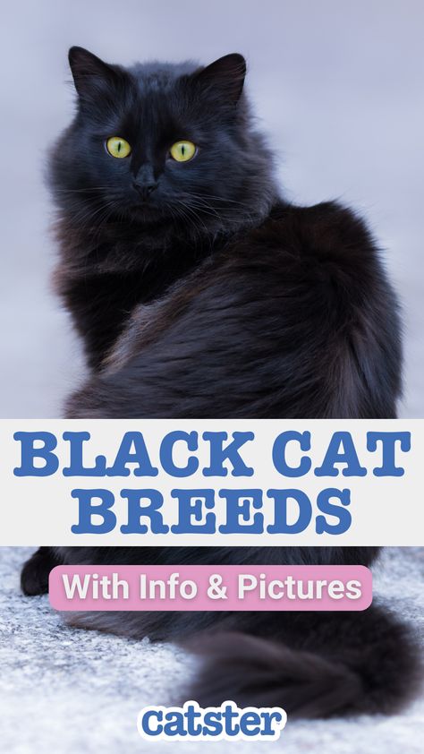 Whether it’s an Oriental or a gigantic Maine Coon, if you choose to give a black cat a forever home, you’ll get a loyal, loving, precious pet in return. Prettiest Cat Breeds, Black Cat Breeds Long Hair, Longhair Black Cat, Siberian Cat Black, Black Cat Long Hair, Black Mainecoon Cat, Cat Markings, Fluffy Cat Breeds, Cat Breeds Chart