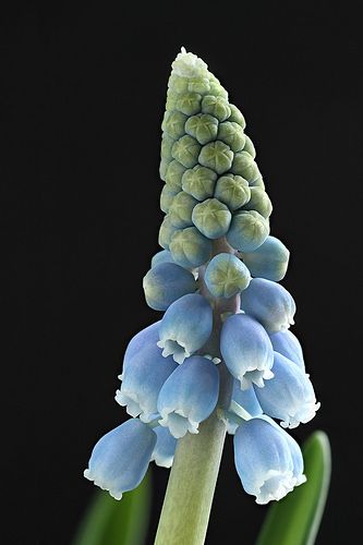 Grape hyacinth Grape Hyacinth, Macro Flower, Clay Flowers, Sugar Flowers, Flower Images, Beautiful Blooms, Blue Flower, Plant Life, Amazing Flowers