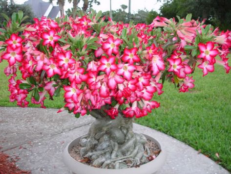 - These are not difficult plants to grow well, provided they get enough sunlight and warmth. Like all succulents, they cannot tolerate sitting in water... Desert Rose Care, Kaktus Dan Sukulen, Rose Plant Care, Desert Rose Plant, Bonsai Seeds, Bonsai Flower, Rose Care, Rose Seeds, Planting Roses