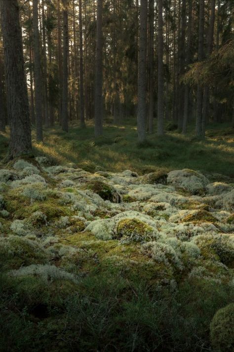 White moss mounds in the forest Moss In Forest, Coniferous Forest Aesthetic, Moss Forest Aesthetic, Forest Clearing Aesthetic, Forest Product Photography, Moss Yard, Forest Moodboard, Moss Bed, Finland Forest