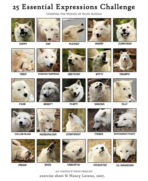 Wolf Expressions, Expressions Drawing, Wolf Poses, Wolf Eyes, Dog Anatomy, Wolf Ears, Wolf Face, Animal Study, Canine Art