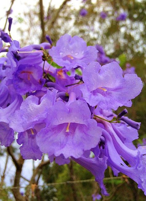 Jacaranda Flower, Jacaranda Mimosifolia, Purple Flowers Garden, Jacaranda Tree, Flowering Tree, Purple Garden, Purple Trees, Tree Seeds, Zimbabwe