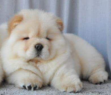 Perros Chow Chow, Chow Puppies, Cute Fluffy Dogs, Cute Little Puppies, Fluffy Dogs, Fluffy Animals, Cute Dogs And Puppies, Cute Animal Photos