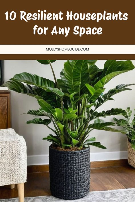 Discover the best indoor plants that are hard to kill! These unkillable plants are perfect for beginners or anyone looking for easy-to-grow, low-maintenance houseplants. From succulents to snake plants, there's a variety of hard to kill indoor potted plants to choose from. Add some greenery to your space with these easiest plants for indoors and enjoy the benefits of having beautiful, thriving houseplants without the hassle. Brighten up your home with these best low maintenance indoor plants tod Unkillable Plants, Plants For Indoors, Indoor Potted Plants, Low Maintenance Indoor Plants, Cast Iron Plant, Snake Plants, Zz Plant, Minimal Lighting, Rubber Plant