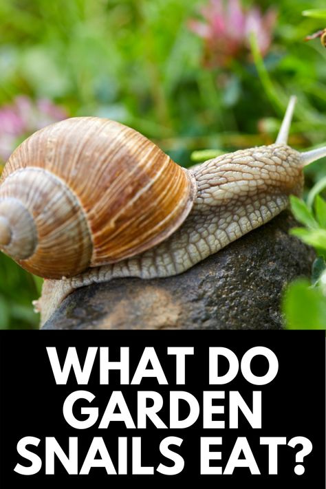 What do garden snails eat? In this article, we answer this question and provide readers with an in-depth guide to a snail's diet and wellbeing! Read more at OwnTheYard.com! Garden Snail Terrarium, Snail Habitat, What Do Snails Eat, Snail Food, Manatees In Florida, Florida Manatees, Oleander Plants, Slippery Fish, Garden Snails