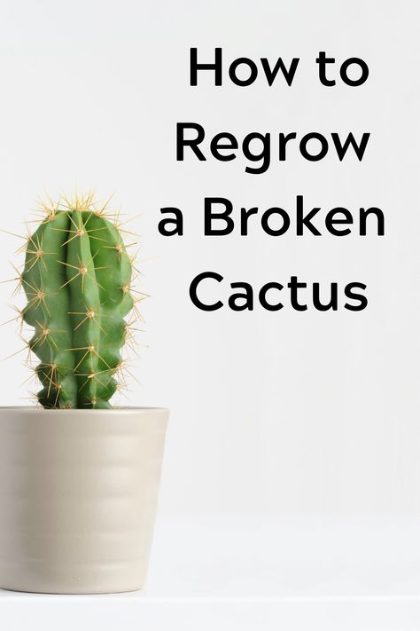 There are many different kinds of cacti and several things you can do if your cactus has broken. Read on to learn more detailed instructions on how to regrow and fix your cactus. Blue Candle Cactus, Kinds Of Cactus, How To Grow Cactus, Cactus Farm, Cactus House, Cactus Leaves, Cactus House Plants, Josephs Coat, Growing Fruit Trees