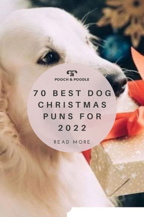 70 Best Dog Christmas Puns for 2022 Dog Holiday Quotes, Christmas Quotes Dogs, Dog Christmas Card Sayings, Dog Christmas Puns, Christmas Dog Sayings, Dog Christmas Party, Christmas Puns Funny, Dog Christmas Quotes, Christmas Dog Quotes