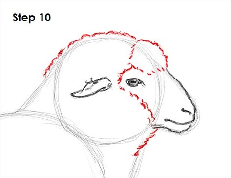 Drawing Sheep, Sheep Reference, Draw Sheep, Sheep Drawing Reference, How To Draw Sheep, Sheep Sketch, Sheep Pictures Drawing, Sheep Art Painting, How To Draw A Sheep