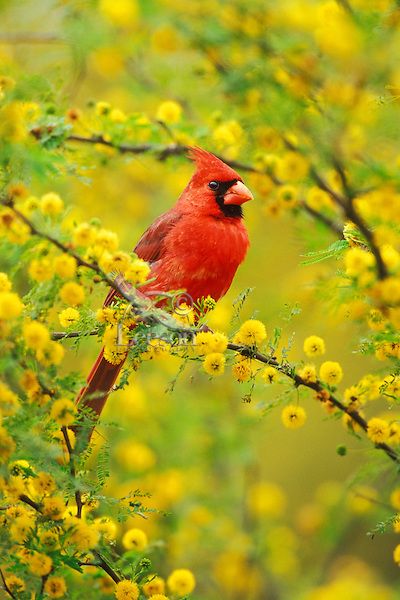 Huisache Tree, Sweet Acacia, Cardinal Pictures, Fat Mermaid, Cardinal Birds Art, Texas Spring, Bird Sitting, Northern Cardinal, Most Beautiful Birds