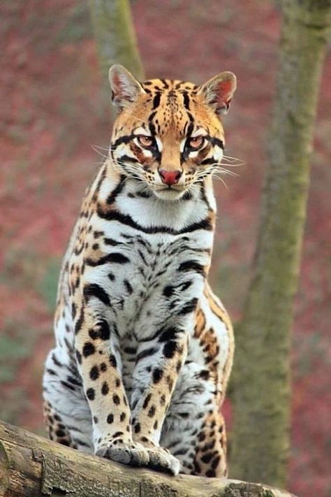 Ocelot Aesthetic Animal Wallpaper, Spotted Cat, Leopard Cat, Cat Tattoo Designs, Animated Animals, Central American, Anime Cat, Cat Aesthetic, Silly Pictures