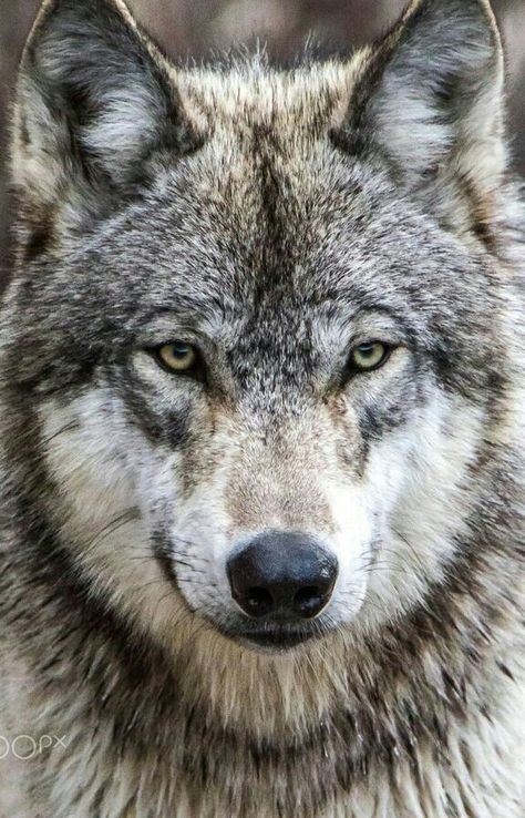 BEAUTIFUL WOLF! Wolf Expressions, Snarling Wolf, Wolf Images, Wolf Photography, Wolf Face, Wolf Photos, Timber Wolf, Wolf Love, Wild Wolf