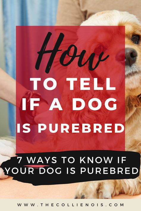 Dogs can have a variety of markings and characteristics, and it can be confusing to identify their breed. Some dogs are just mixtures of different breeds and some are purebred. But how do you know for sure if your dog is purebred? If you're not sure, check out these seven ways to know if your dog is purebred. How To Introduce Dogs To Other Dogs, What Dog Should I Get Quiz, Dog Breeds 100 Years Ago, Collapsed Trachea In Dogs, Family Friendly Dogs, Dog Behavior Explained, Pure Breed Dogs, Dog Dna Test, Selective Breeding