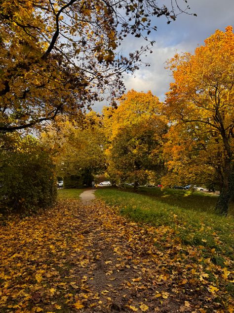 Golden autumn is here #golden #leaves #fall #autumn #aesthetic #yellow #yellowaesthetic #nature #autumn Golden Autumn Aesthetic, Fall Aesthetic Yellow, Yellow Autumn, Golden Autumn, Golden Leaves, Yellow Aesthetic, Autumn Aesthetic, Halloween Inspiration, Autumn Photography