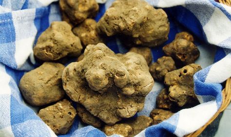 Are what truffles worth the trouble? Fresh Truffle, Wine Truffles, Truffle Burger, Italian Truffles, Tuscan Recipes, Truffle Hunting, Truffle Mushroom, White Truffle, Man Food