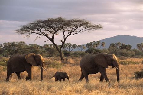 Kenya — James Warwick Wildlife Photography Elephant Habitat, Animal Behaviour, Safari Photography, Elephant Photography, Wild Animals Photos, Africa Wildlife, Wildlife Pictures, Acacia Tree, Wildlife Photographer