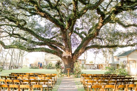 Oak Tree Manor Wedding: Erika + Isaias Oak Tree Wedding Ceremony, Oak Tree Wedding, Bunting Wedding, Cotton Gin, Backyard Weddings, Outdoor Cocktail, Wedding Venue Houston, Ocean Springs, Wedding Reception Locations