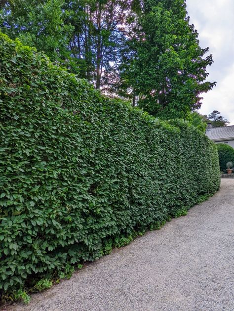 Planting a Hedge of European Hornbeams - The Martha Stewart Blog Yew Hedging, Eleagnus Hedge, Hedgerow Plants, European Hornbeam Trees, Hicks Yew Hedge, Martha Schwartz Landscape Architecture, Hornbeam Hedge, Tropical Greenhouses, Garden Hedges