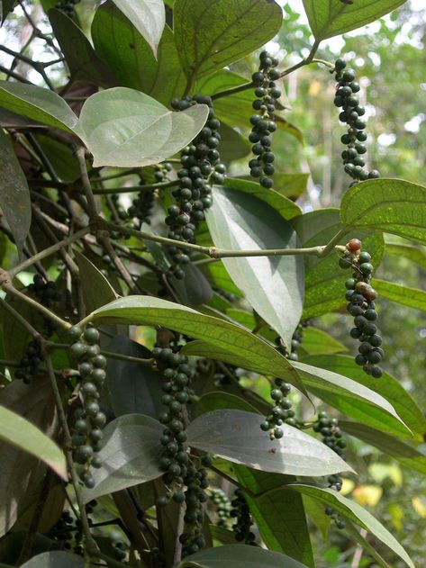 Black pepper is made from dried peppercorn fruits that grow on a vine. | 28 Fruits And Vegetables That You Had No Idea Grew Like That Peppercorn Tree, Pepper Farming, Spice Plants, Black Pepper Plant, Gardening Diy, Pepper Plants, Edible Landscaping, Urban Gardening, Growing Fruit