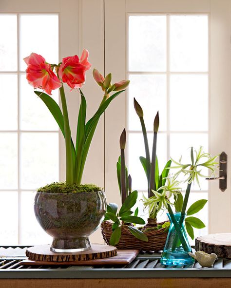 Group different types for a striking display. Find out more about these gorgeous flowers: http://www.midwestliving.com/garden/flowers/easy-and-elegant-amaryllis-displays/ Amaryllis Table Decoration, Potted Amaryllis Christmas, Amaryllis In Glass Vase, Red Amaryllis Arrangement, Amaryllis Wax Bulbs, Green Shutters, Growing Bulbs, Amaryllis Flowers, Amaryllis Bulbs