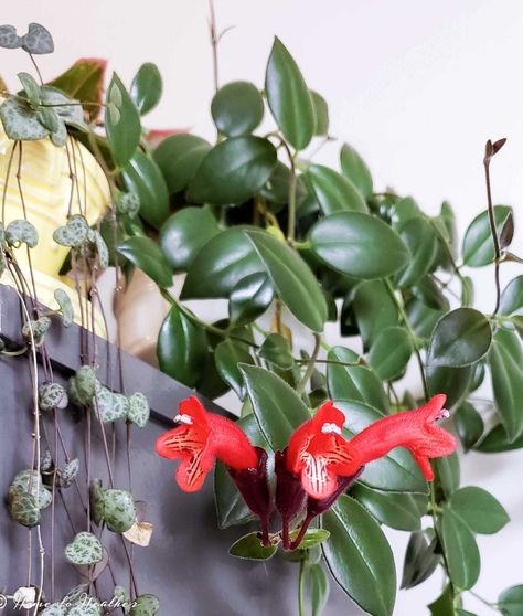 Lipstick Plant Care, Flower Lipstick, Lipstick Plant, Orchid Bark, Weird Plants, Variegated Plants, Plant Cuttings, House Plants Indoor, Propagating Plants