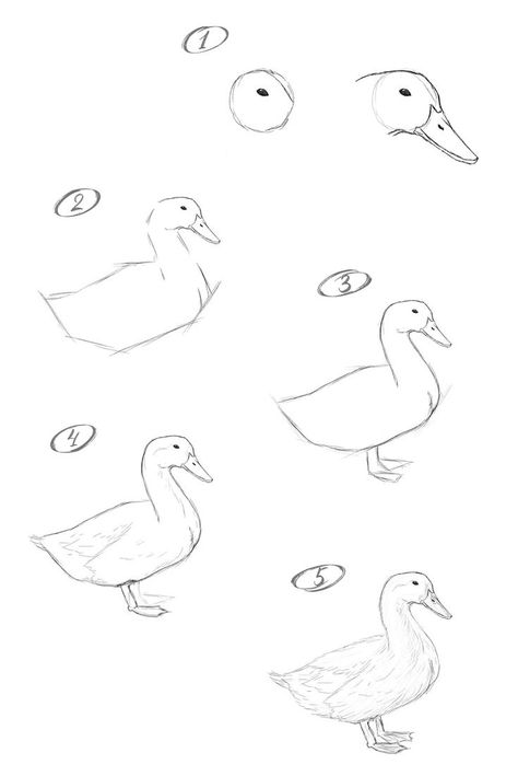 Beginner Drawings Step By Step, Duck Tutorial Drawing, Animal Drawing Tutorial Easy, Stuff To Draw Step By Step, Duck Sketch Pencil, How To Paint Ducks, Animals Step By Step Drawings, How To Draw A Duck Easy, Bird Tutorial Drawing