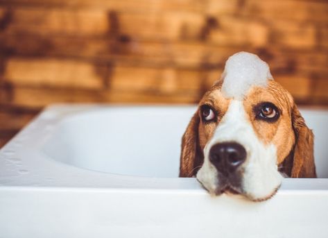 How to Best Care for Barn Cats Unhealthy Hair, Homemade Dog Shampoo, Best Dog Shampoo, Bad Skin, Flea Shampoo, Dog Spa, Dog Hotel, Fancy Dog, Dog Bath