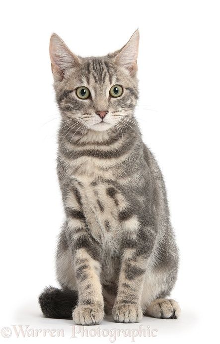 Cat Reference, Types Of Cats, Cat Pose, Cat Club, Cat Sitting, Warrior Cats, Cat Owners, All About Cats, Tabby Cat