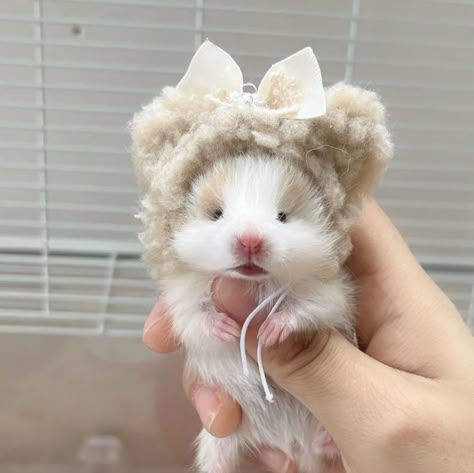 Hamster Photo, Hamster Pretty Face People, Hamster Pics, Coquette Hamster, Baby Hamster, Funny Hamsters, Cute Small Animals, Cute Rats, Hamsters Meme