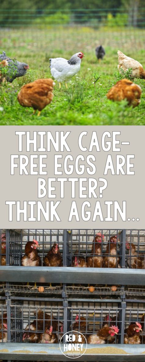 Cage free eggs pin Cage Free Eggs, Body Is A Temple, Healthy Living Lifestyle, Wellness Tips, Healthy Lifestyle, Real Food Recipes, Health And Wellness, Food And Drink, Chicken