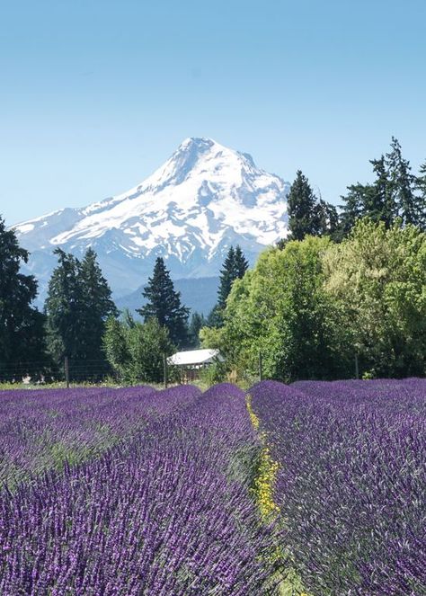 Hood River, Oregon was our destination. We were going to farm country, to the Hood River Fruit Loop. Hood River is also known as the Wind Surfing Capital of the World. Get your adrenilan going wind surfing in the mighty Columbia River. But we were in search of cherries and peaches and the satisfaction of picking them right off the trees. The Orchard Hood River, Hood River Fruit Loop, Wind Surfing, Hood River Oregon, Travel Oregon, Hood River, Mt Hood, Cozy Cafe, Oregon Travel