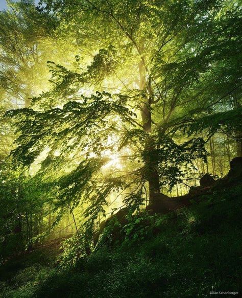 Beech with sunburst inside the crown Kilian Schoenberger Photography Green Forest Aesthetic, Forest Aesthetic, Green Forest, Nature Garden, Cool Landscapes, In The Forest, Belleza Natural, Green Aesthetic, Landscape Photographers