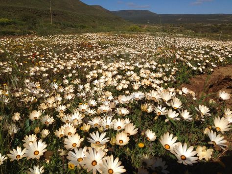 Namakwaland Flowers, Gorgeous Landscapes, Country Side, Flower Field, South African, South Africa, Wild Flowers, Natural Landmarks, Plants