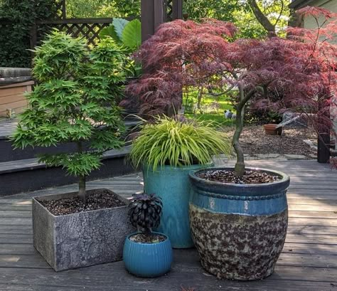 Japanese Acer Tree In Pot, Japanese Maple Potted, Japanese Maple Tree In Pot, Potted Acer Tree, Planting Japanese Maple Tree, Japanese Style Plant Pots, Japanese Maple In Pot Planters, Potted Maple Tree, Japanese Inspired Garden Backyards