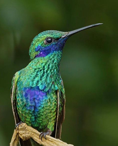 Sparkling Violetear, Hummingbirds Photography, Amazing Nature, New World, Art Inspo, Book Art, Sparkle, Birds, Photography