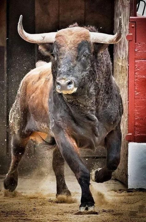 Bull Artwork, Bull Pictures, Wild Bull, Tier Tattoo, Bucking Bulls, Bull Painting, Bull Art, Bull Tattoos, Big Animals