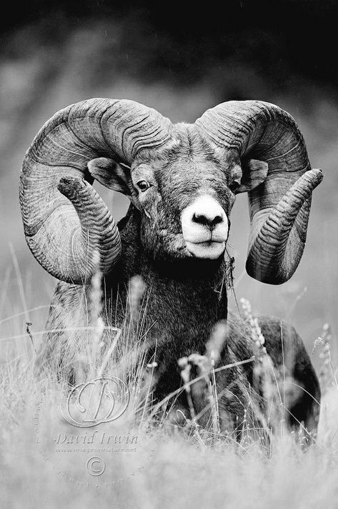 Sheep Tattoo, Sheep Drawing, Big Horn Sheep, Bear Tattoos, Wildlife Photos, Foto Art, Animal Sketches, Human Art, Animal Heads