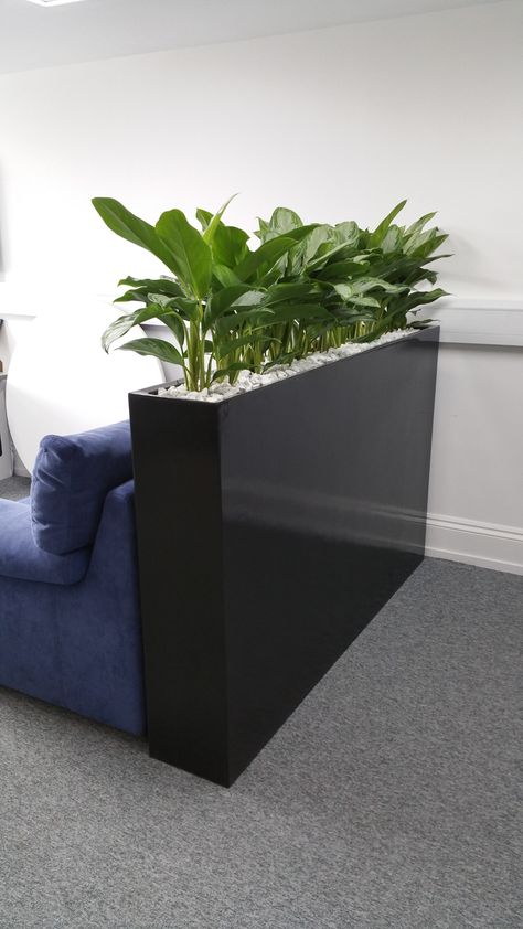 Plants Divider Indoor, Catering Office Design, Lobby Plants, Plants In Office Space Modern, Office Plants Ideas, Black Wall With Green Plants, Plant Divider Wall, Gym Plants Interior, Office Reception Plants Ideas