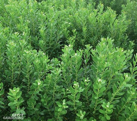 Small Evergreen Shrubs for Year-round Interest in Yards and Gardens Garden Shrubs Evergreen, Small Garden Shrubs, Wintergreen Boxwood, Small Evergreen Shrubs, Evergreen Bush, Broadleaf Evergreen, Small Shrubs, Foundation Planting, Garden Shrubs