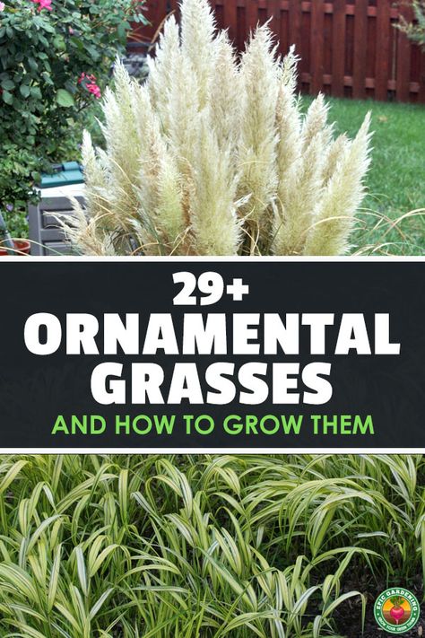 Zone 3 Ornamental Grasses, Best Grasses For Landscaping, Pool Grass Landscaping, Landscaping Grasses Perennials, Evergreen Grasses Landscaping, Full Sun Tall Plants, Decorative Grasses Perennials, Short Grasses For Landscaping, Small Grasses Landscaping