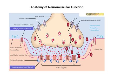 Neuromuscular Junction Diagram Neuromuscular Junction Diagram, Science Diagram, Diagram Ideas, Neuromuscular Junction, Science Diagrams, Smooth Muscle, Human Physiology, Plasma Membrane, Medical Student Study