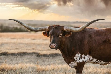 Longhorn Aesthetic, Long Horn Aesthetic, Longhorn Background, Nguni Cattle Photography, Longhorn Photography, Longhorn Art Living Room, Western Widgets, Animal Guardian, Long Horn Steer Picture