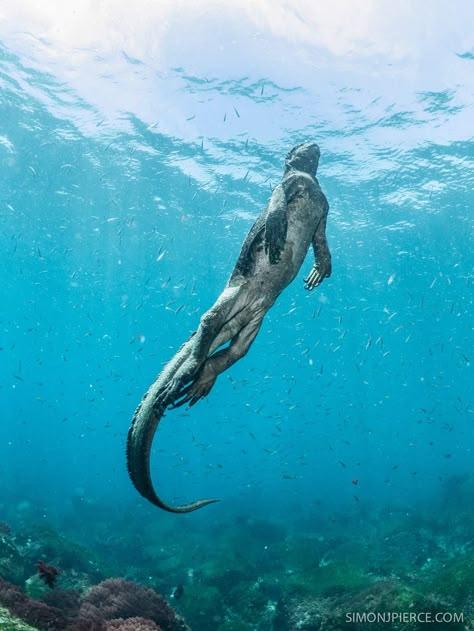 Marine iguana. LOOK AT THIS LIZARD. IT IS A REAL LIZARD. Click through for many more amazing pics of marine iguanas. They have salt spouts on their faces. I can't even. Marine Iguana, Cute Reptiles, Galapagos Islands, Crocodiles, Reptiles And Amphibians, Ocean Creatures, In The Ocean, Sea World, Animal Photo